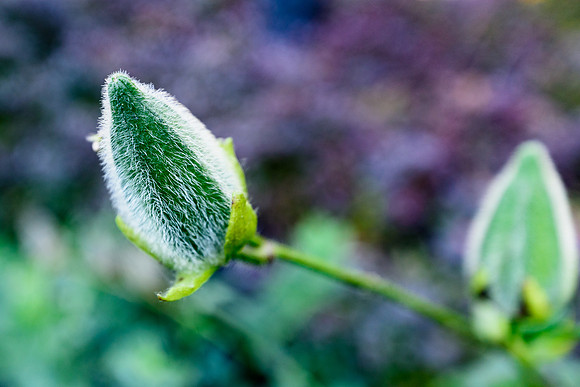 DSC_3840309LR