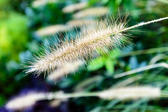 DSC_3825295LR