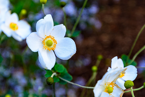 DSC_3717186LR